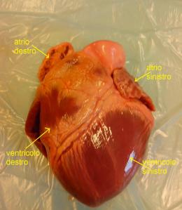 cuore di maiale